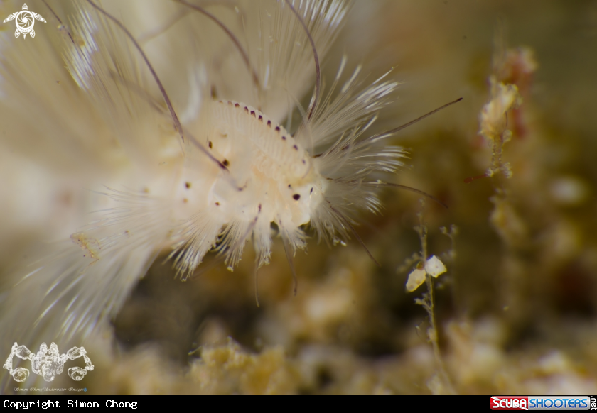 A Bristle Worm 