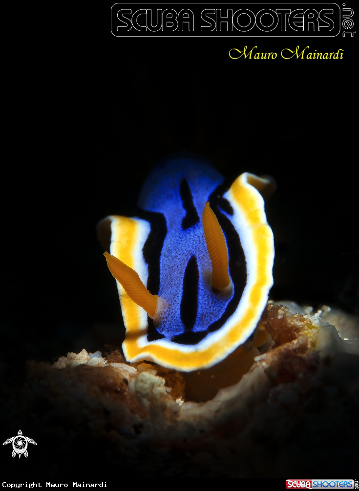 A Nudibranch