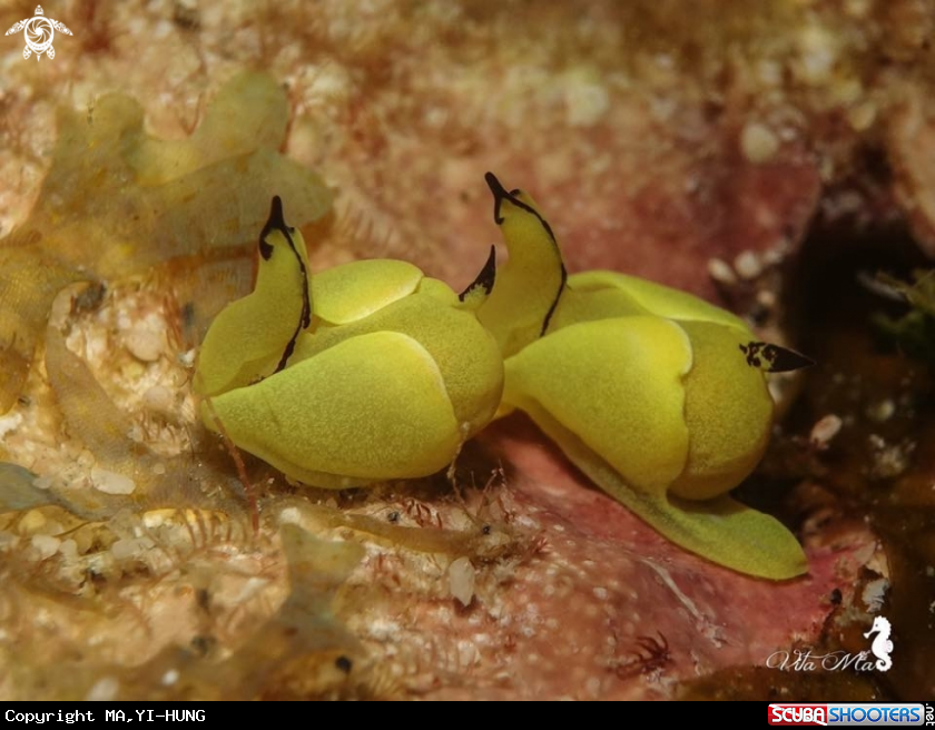 A  Siphopteron brunneomarginatum