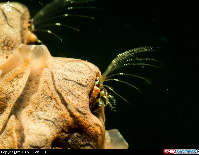 A Eyelash