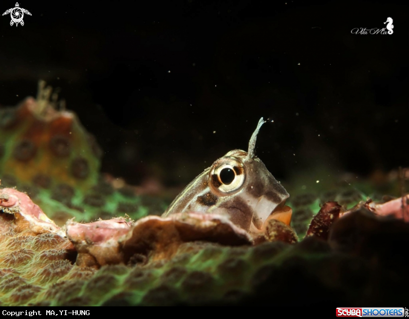 A Blenny 