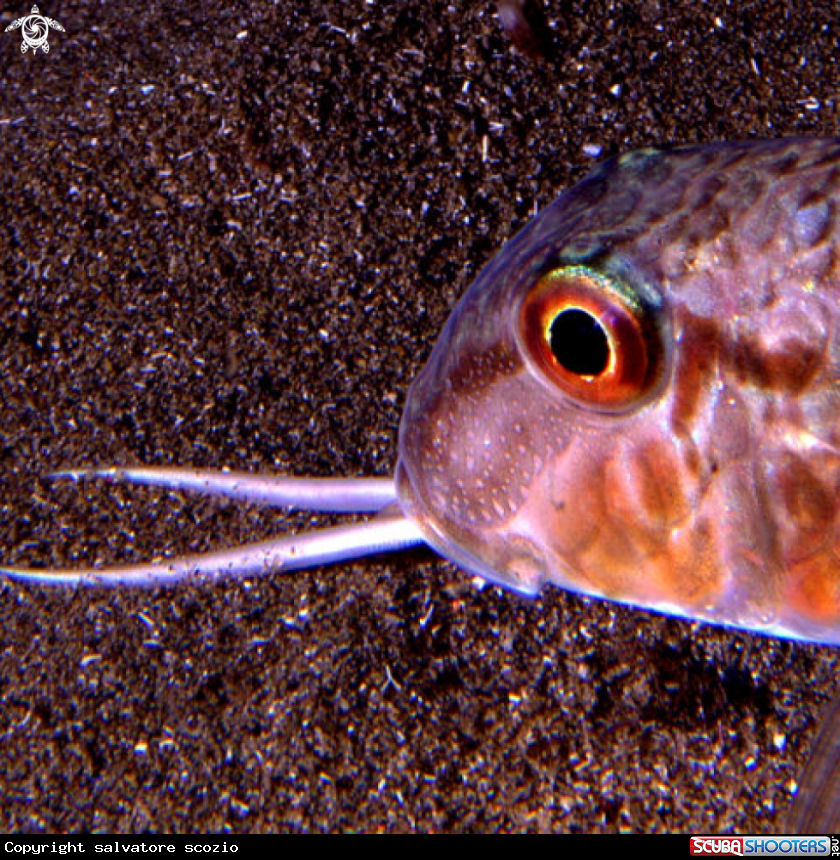 A underwater creature