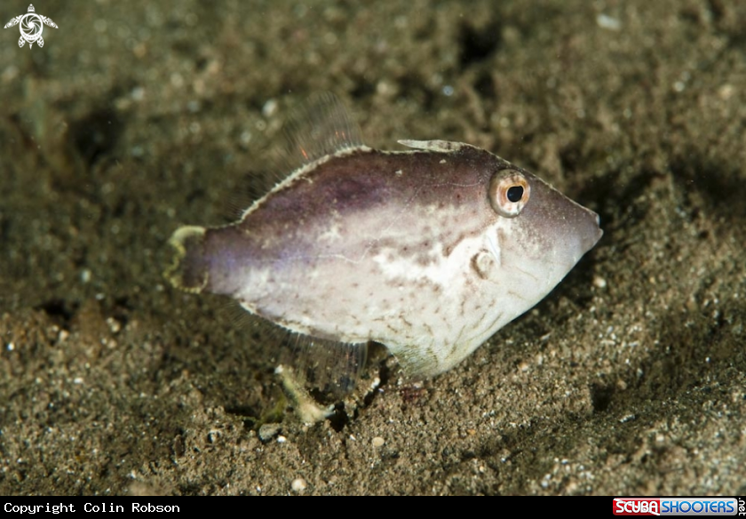 A reef fish