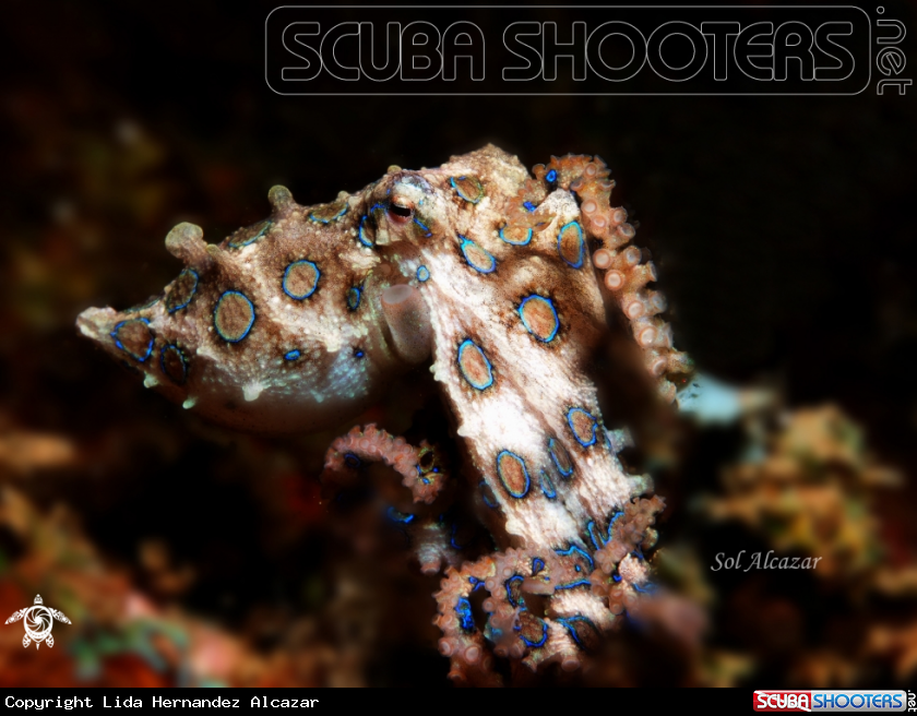 A Bluie ringed octopus