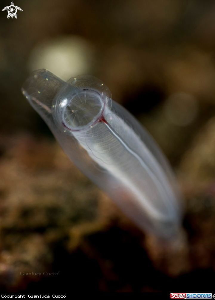 A Tunicate