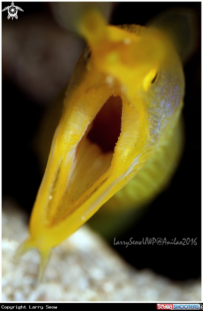 A Yellow Ribbon Eel