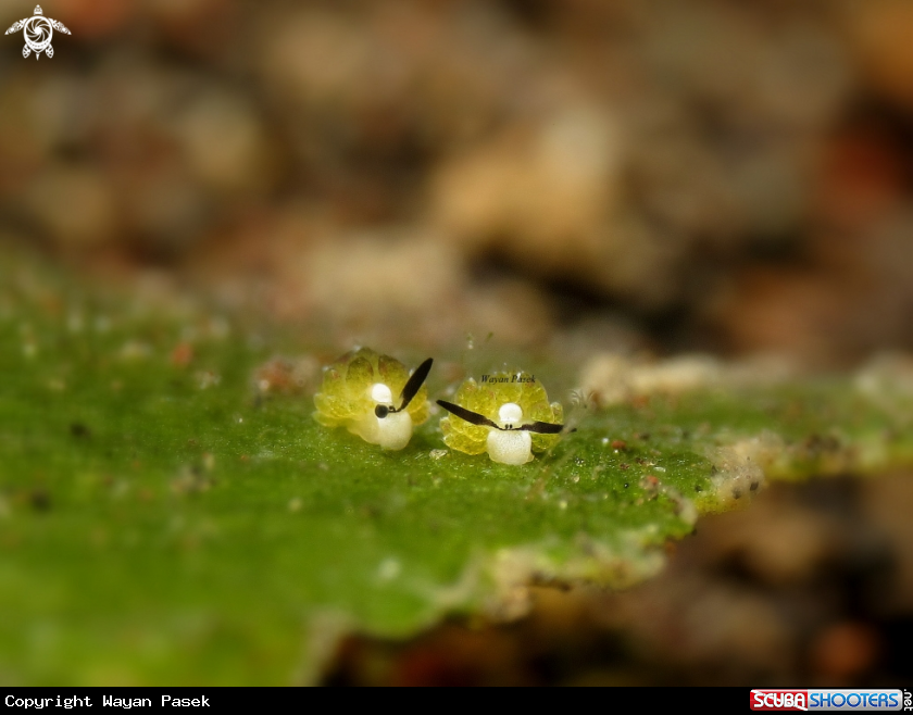 A Costasiella sp