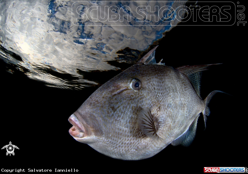 A Pesce balestra