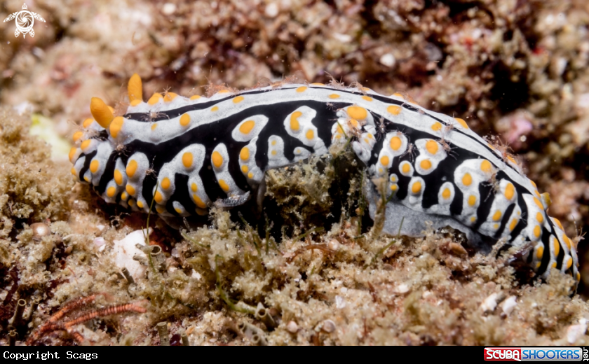 A Nudibranch with larval crabs