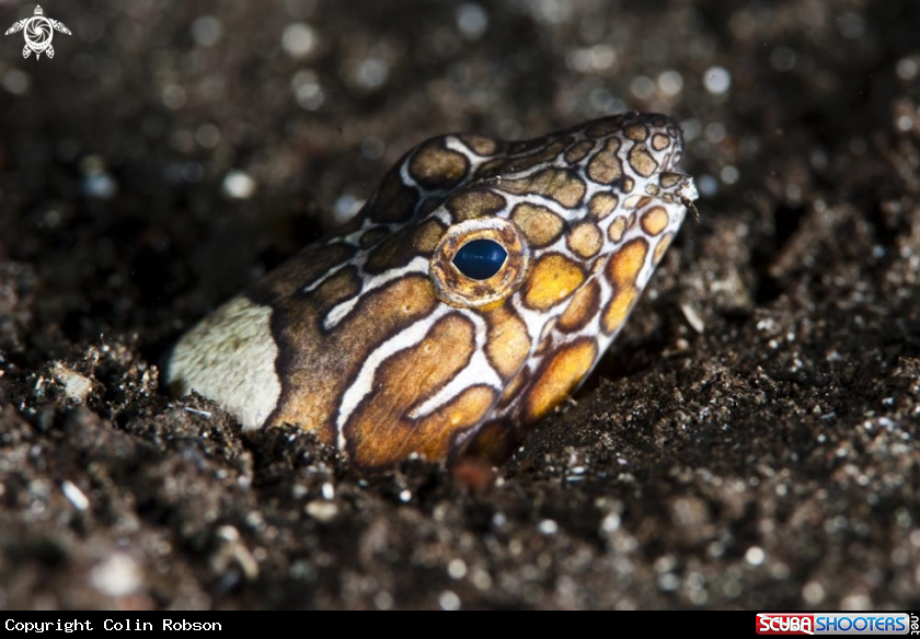 A snake eel