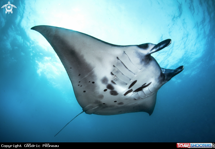 A manta ray