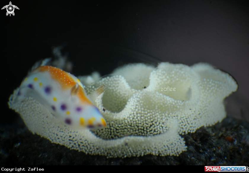 A Goniobranchus collingwoodi