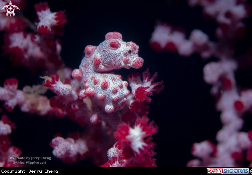 A Pygmy seahorse
