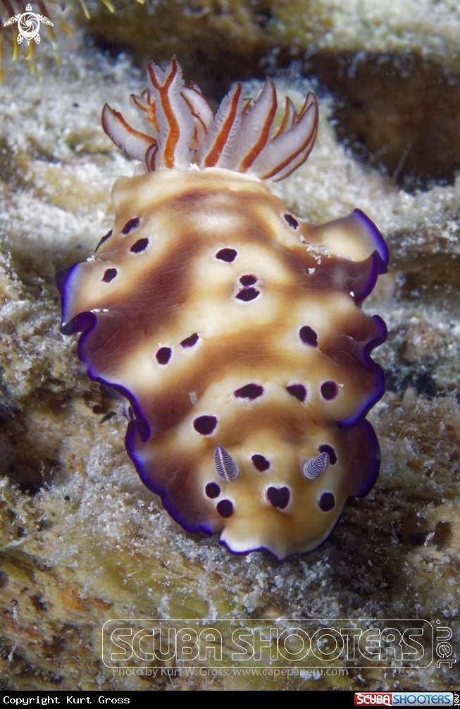 A Nudibranche