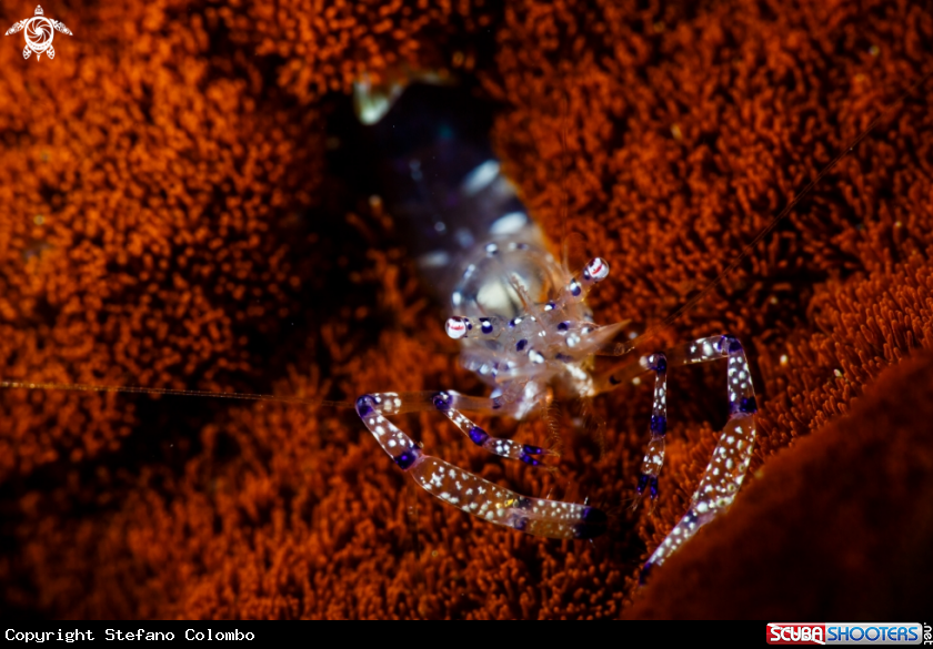 A Graceful anemone shrimp