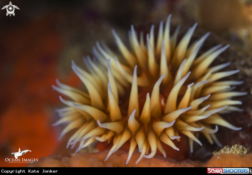A False Plum Anemone