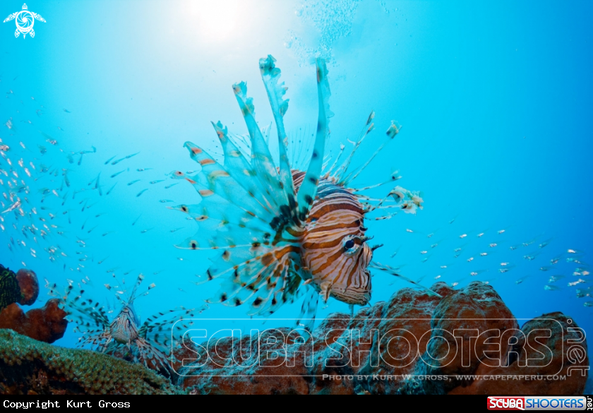 A Lion Fish