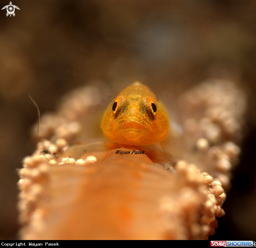 A Goby