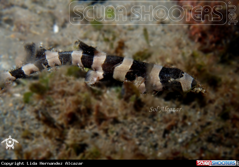 A bamboo shark