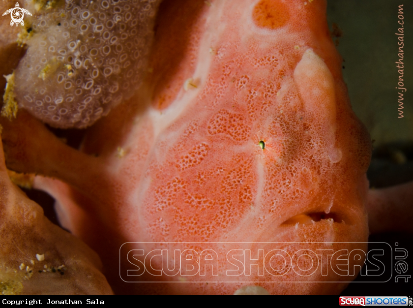 A Frogfish