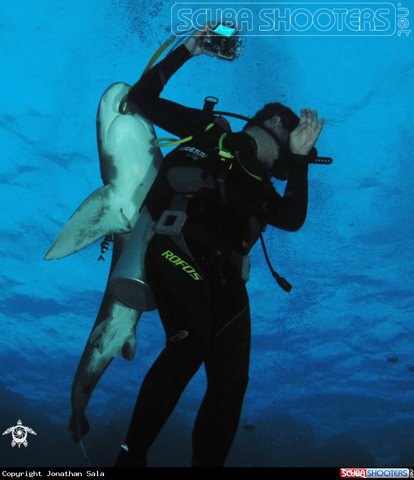 A Oceanic White typ Shark 