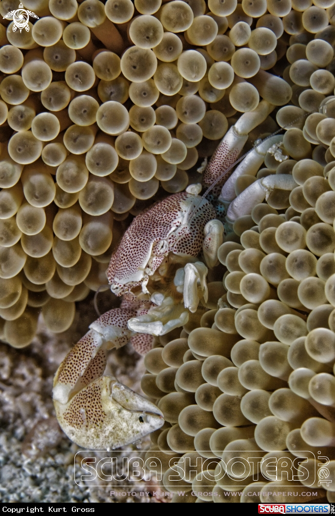 A Porzellan crab