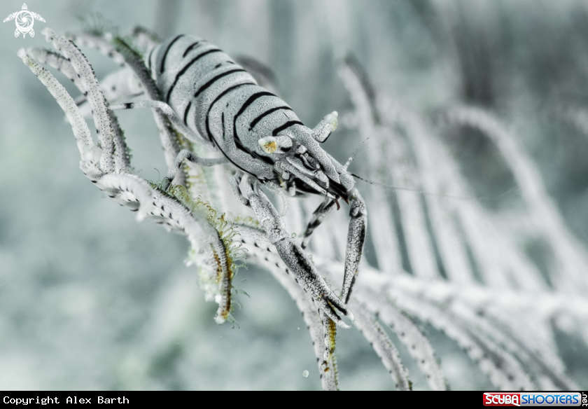 A Tiger Shrimp