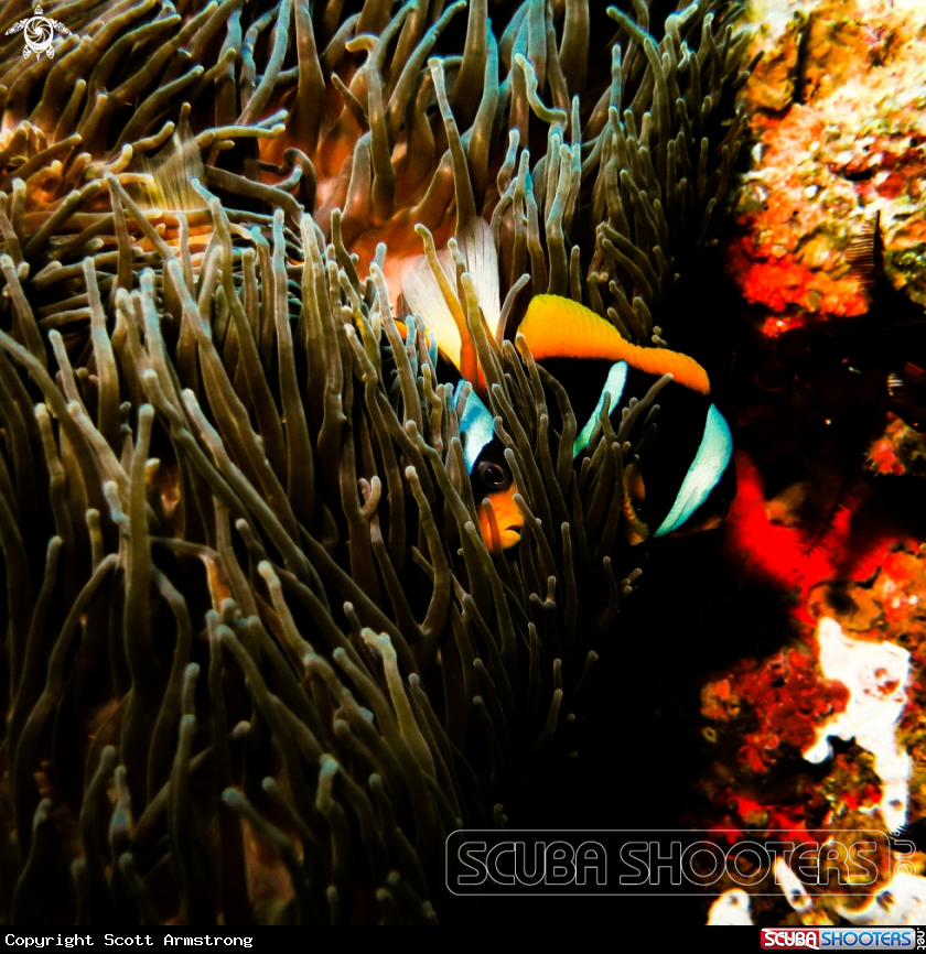 A Clown Fish