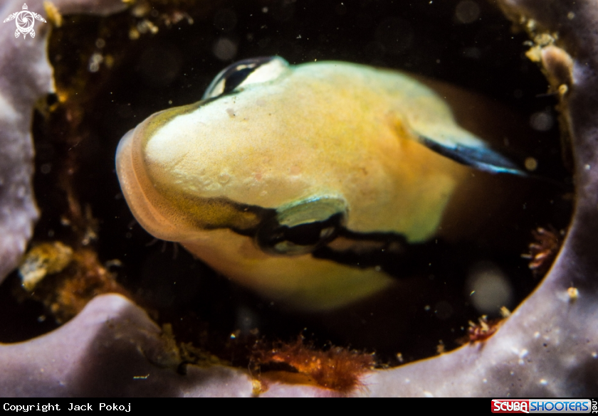 A Blenny