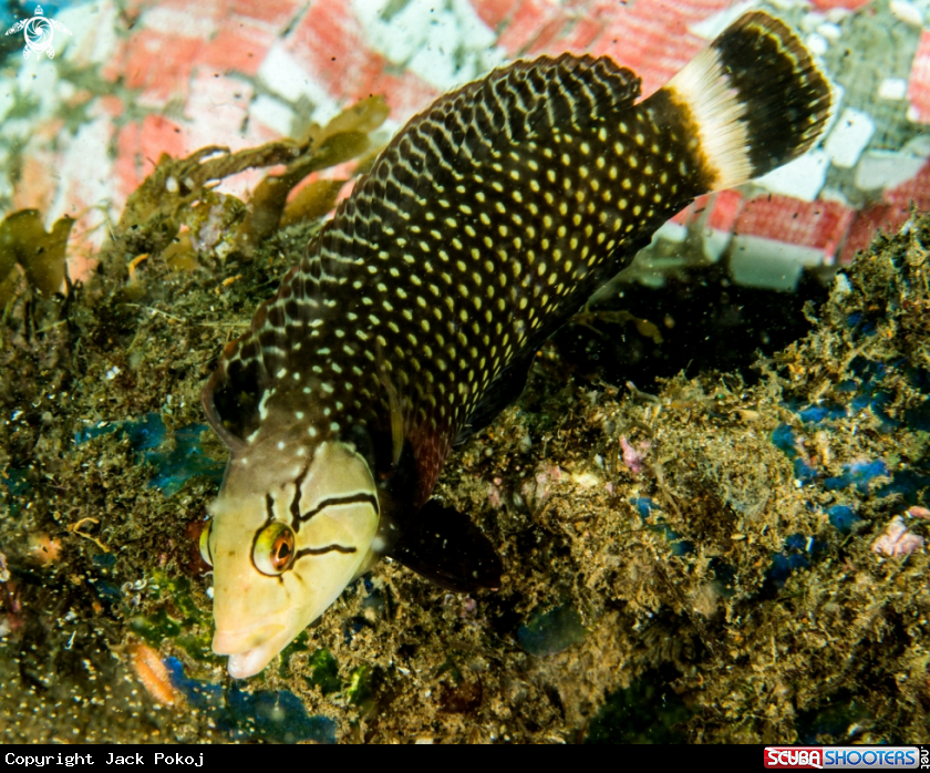 A Rockmover Wrasse