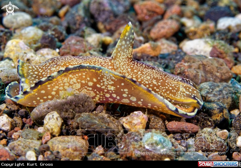 A Nudi