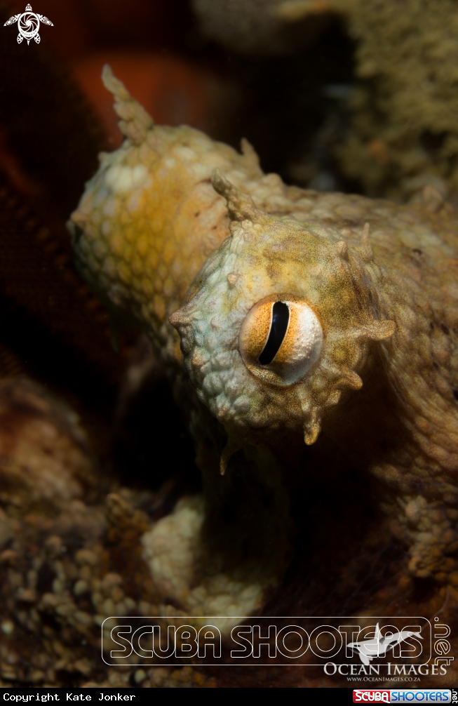 A Common Octopus