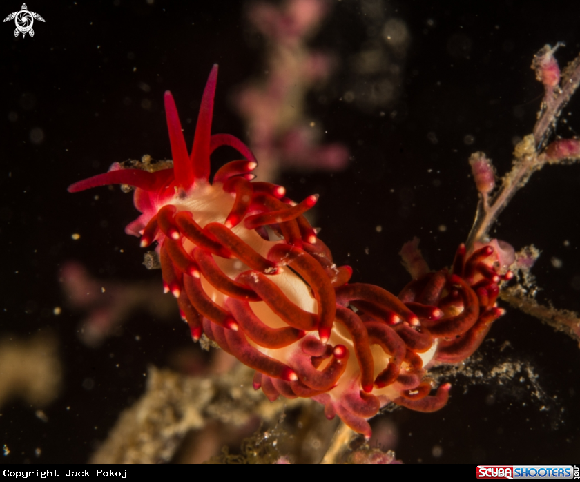 A Red Nudi