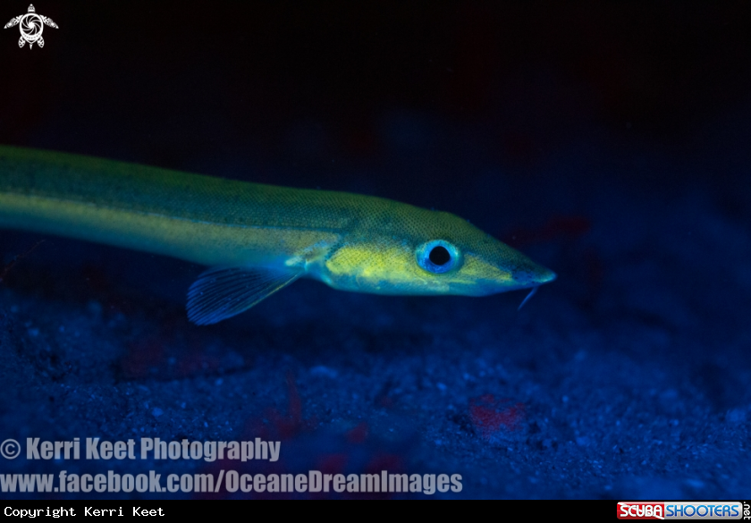 A Beaked Sandfish