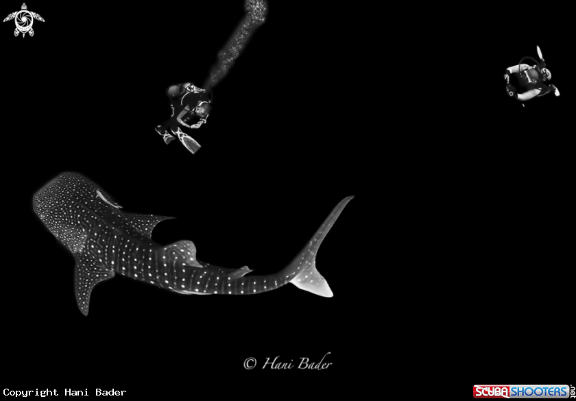 A whale shark