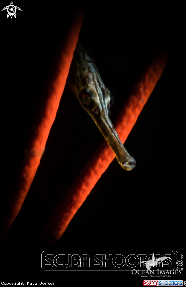 A Long Snouted Pipefish