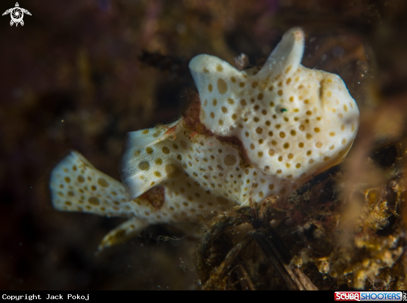 A Painted frogfish plus shrimps