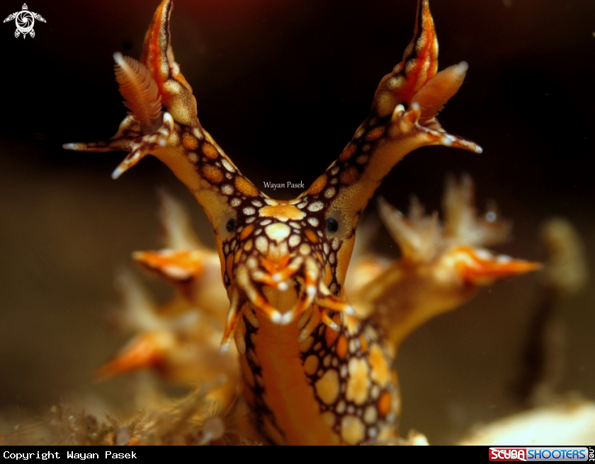 A Bornella Anguilla