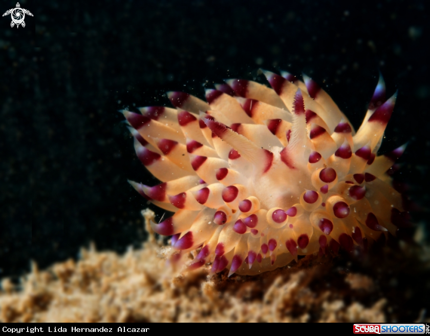 A underwater creature