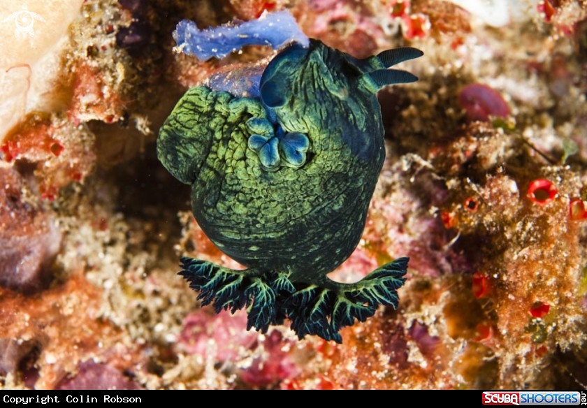 A nudibranch