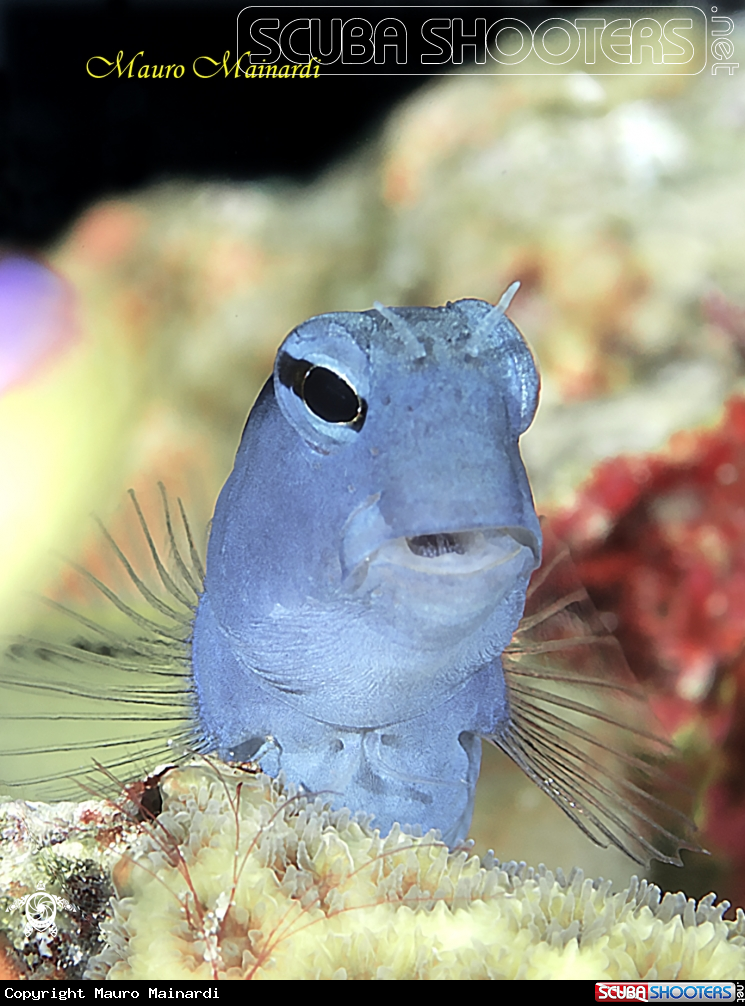 A Blenny