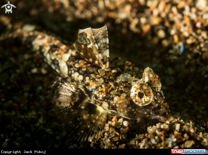 A Dragonet