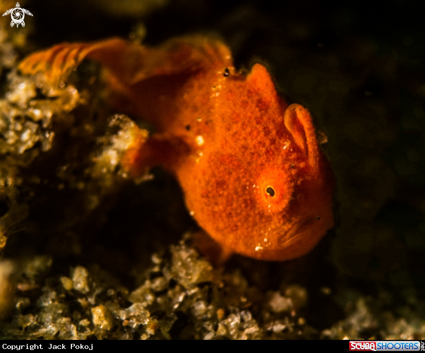 A Painted frogfish baby