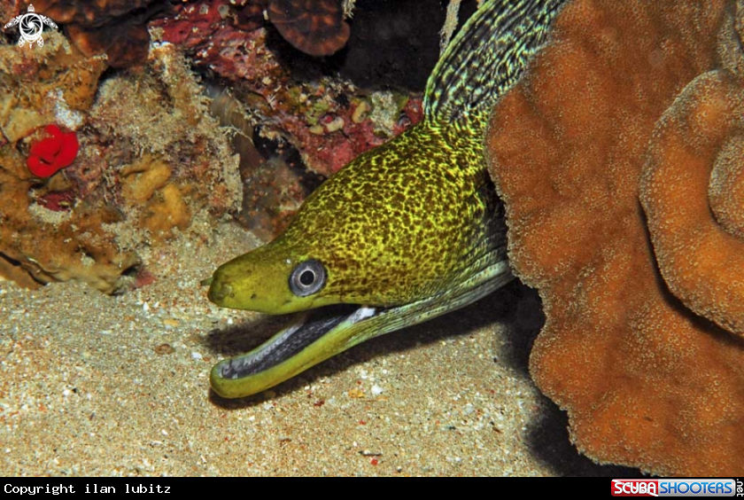 A moray eel