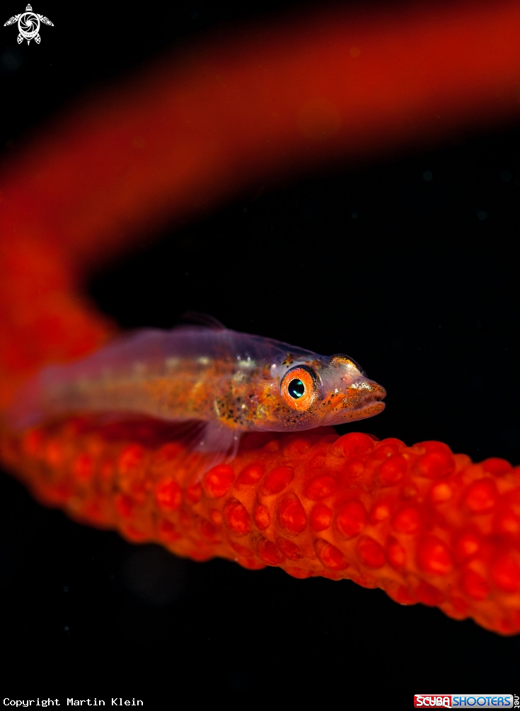 A Goby