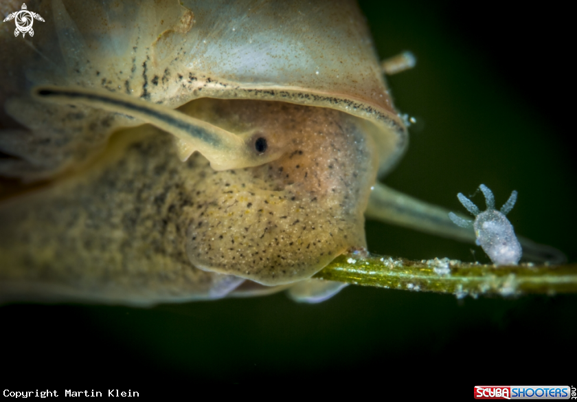 A Great pong snail