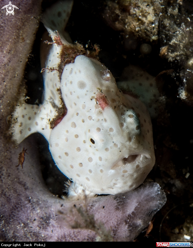 A Painted frogfish