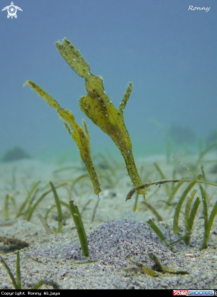 A Robust ghost pipe fish