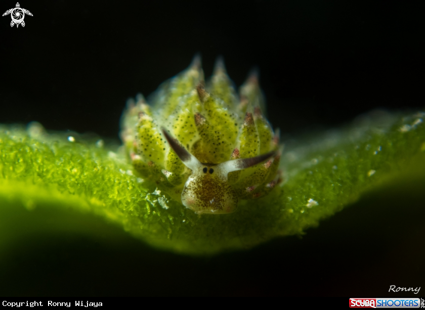 A Costasiella Kuroshimae