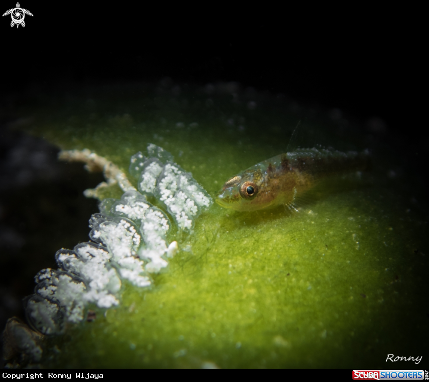 A Goby